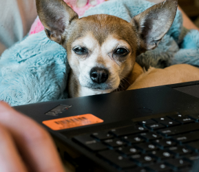 Answers to COVID-19 work-from home expense questions and CGT concerns